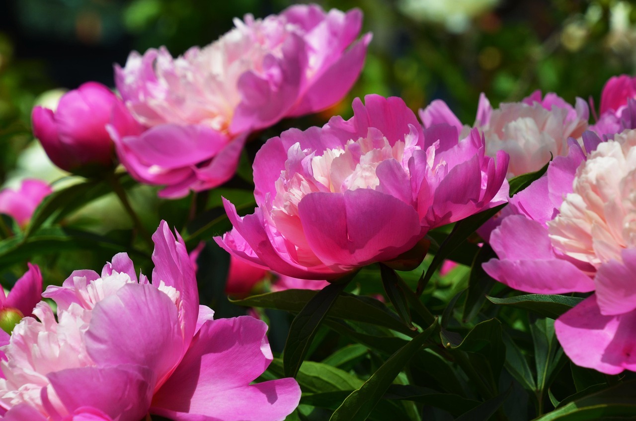 rosa blumen, die aufblühen