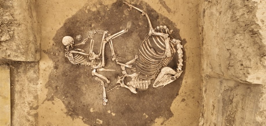 Knochen von einem Menschen und einem Pferd