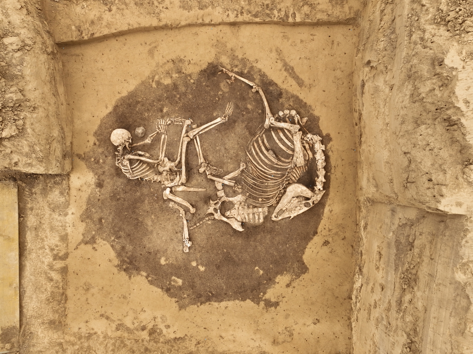 Knochen von einem Menschen und einem Pferd