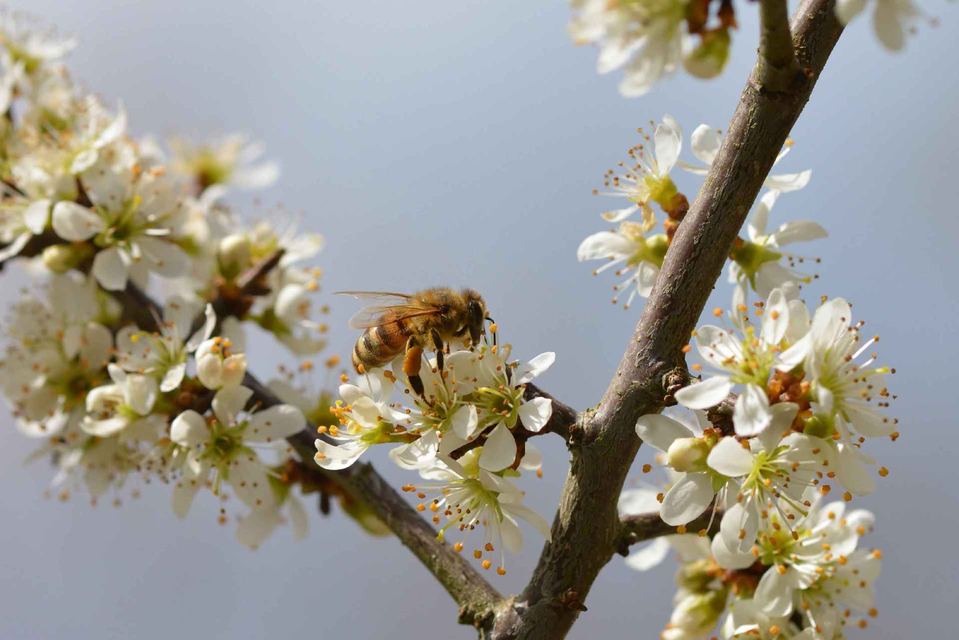Blüten an einem Baum und eine Biene