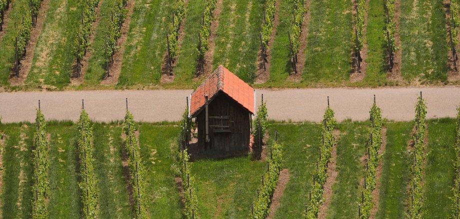 Man sieht einen Weinberg, eine Straße und ein Weinbergshäuschen.
