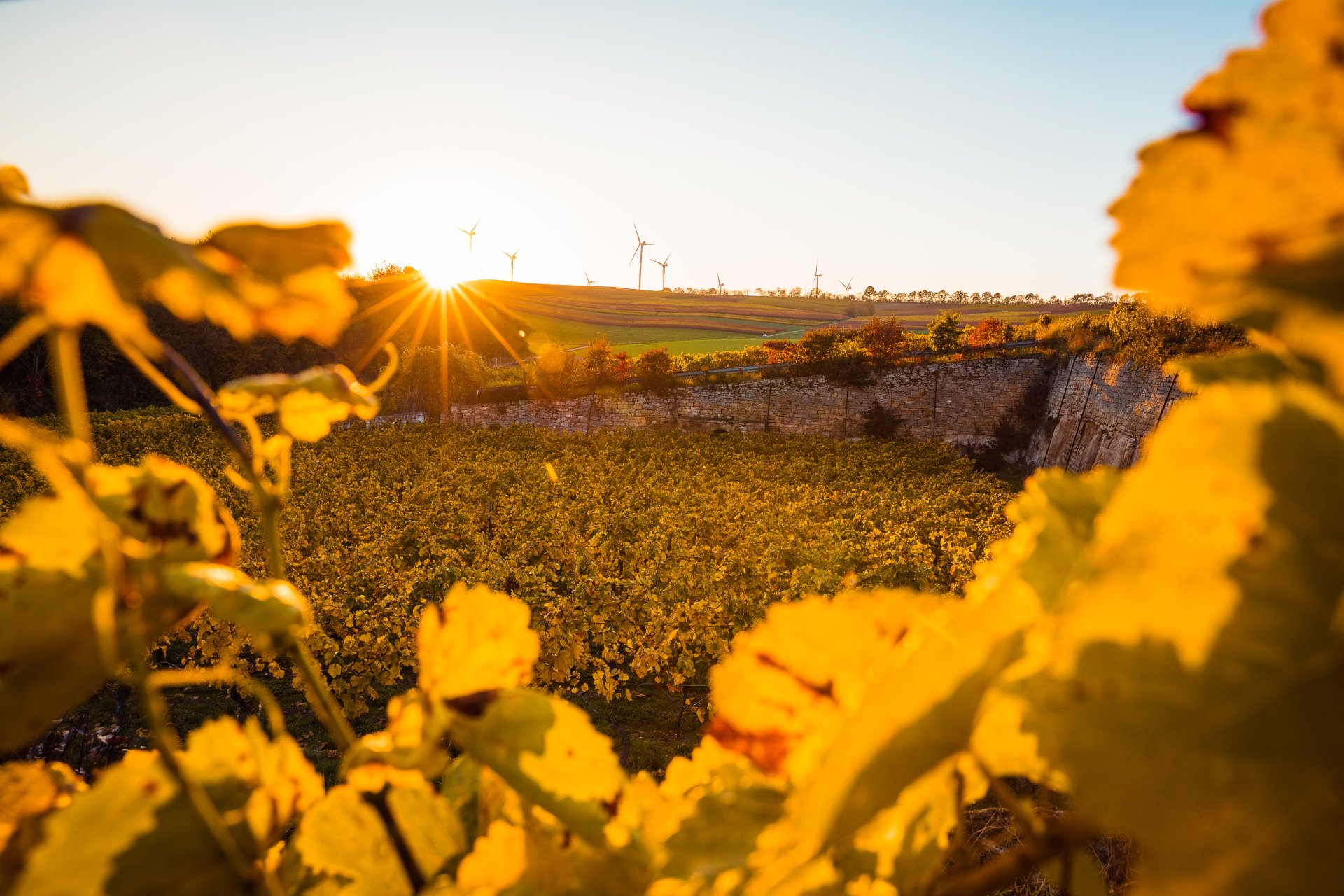 durch Weinreben hindurch wurde ein gold-gelber Sonnenuntergang fotografiert