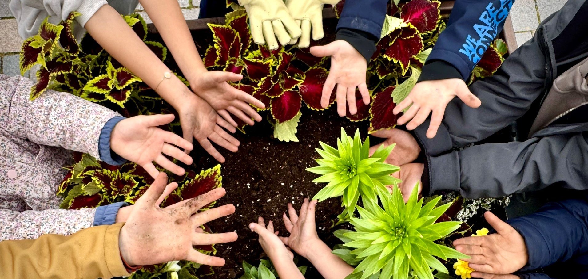 Blumen in einem Blumenbeet und Kinderhände