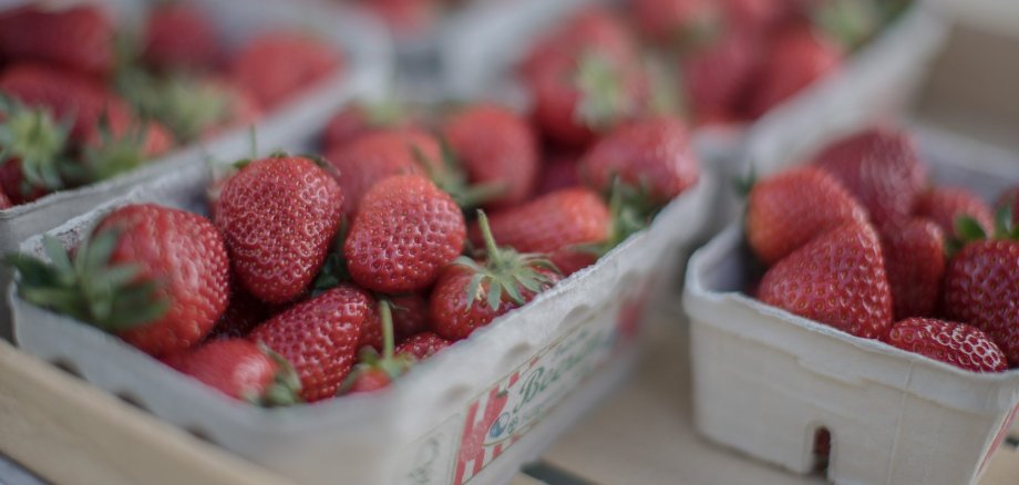 frische Erbeeren in kleinen Kartonschalen
