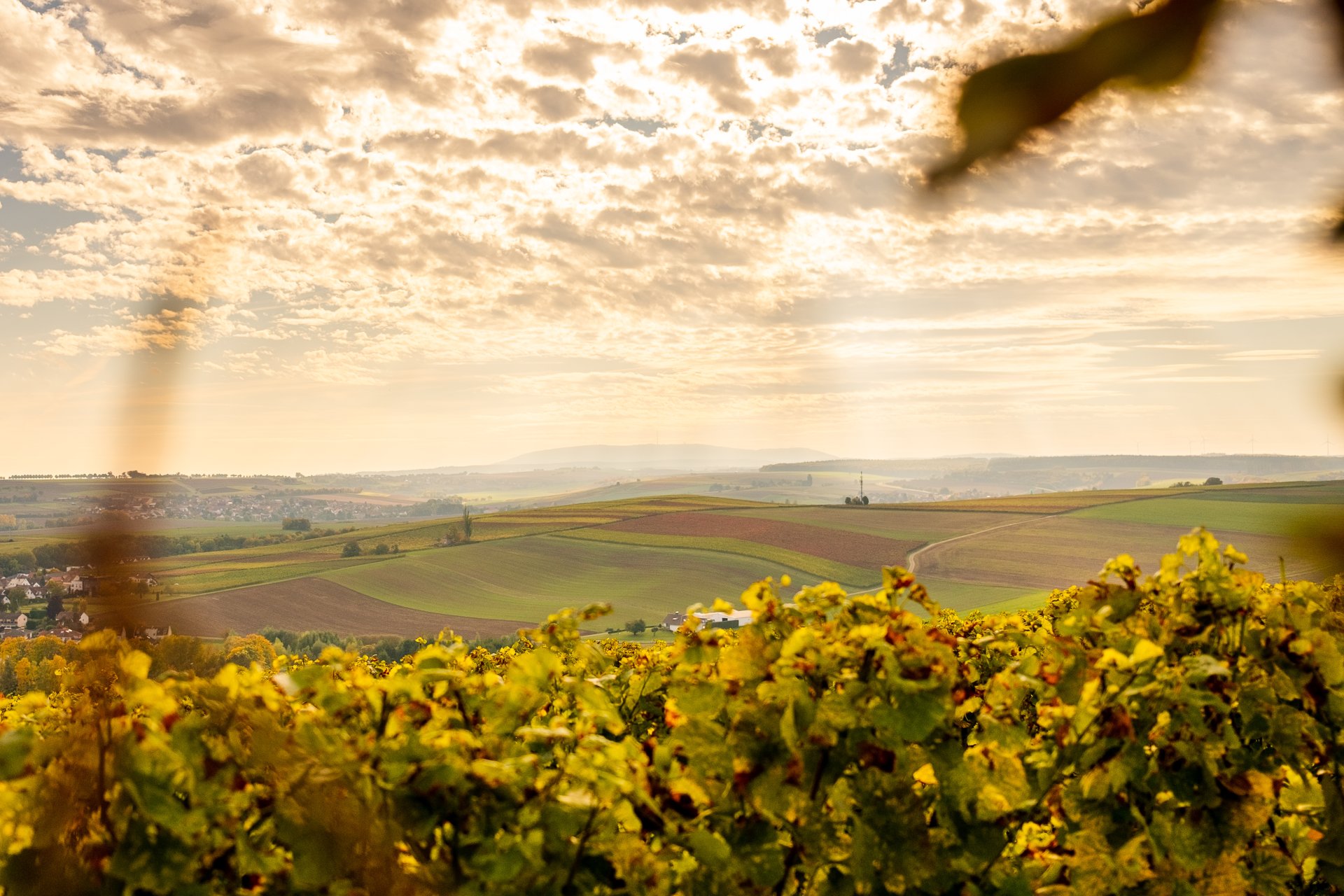 Foto über eine Rebe in Richtung Weinberg mit leicht bewölktem Himmel, durch den die Sonne blitzt, goldener Schleier