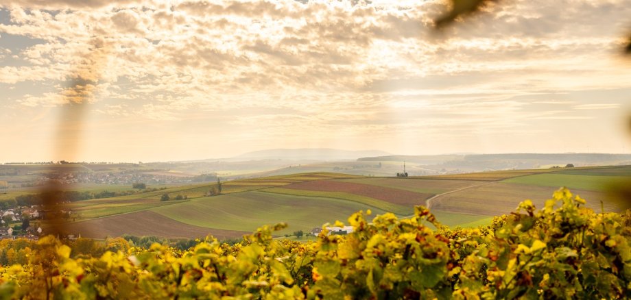 Foto über eine Rebe in Richtung Weinberg mit leicht bewölktem Himmel, durch den die Sonne blitzt, goldener Schleier