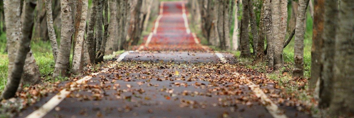 Straße die durch einen Wald führt