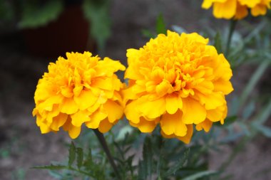 Sommerblumen