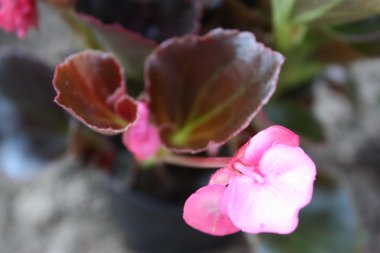 Sommerblumen