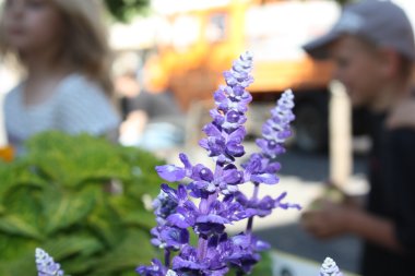 Sommerblumen