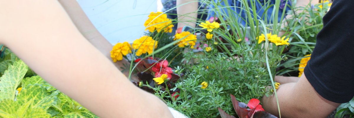 Kinder pflanzen Sommerblumen