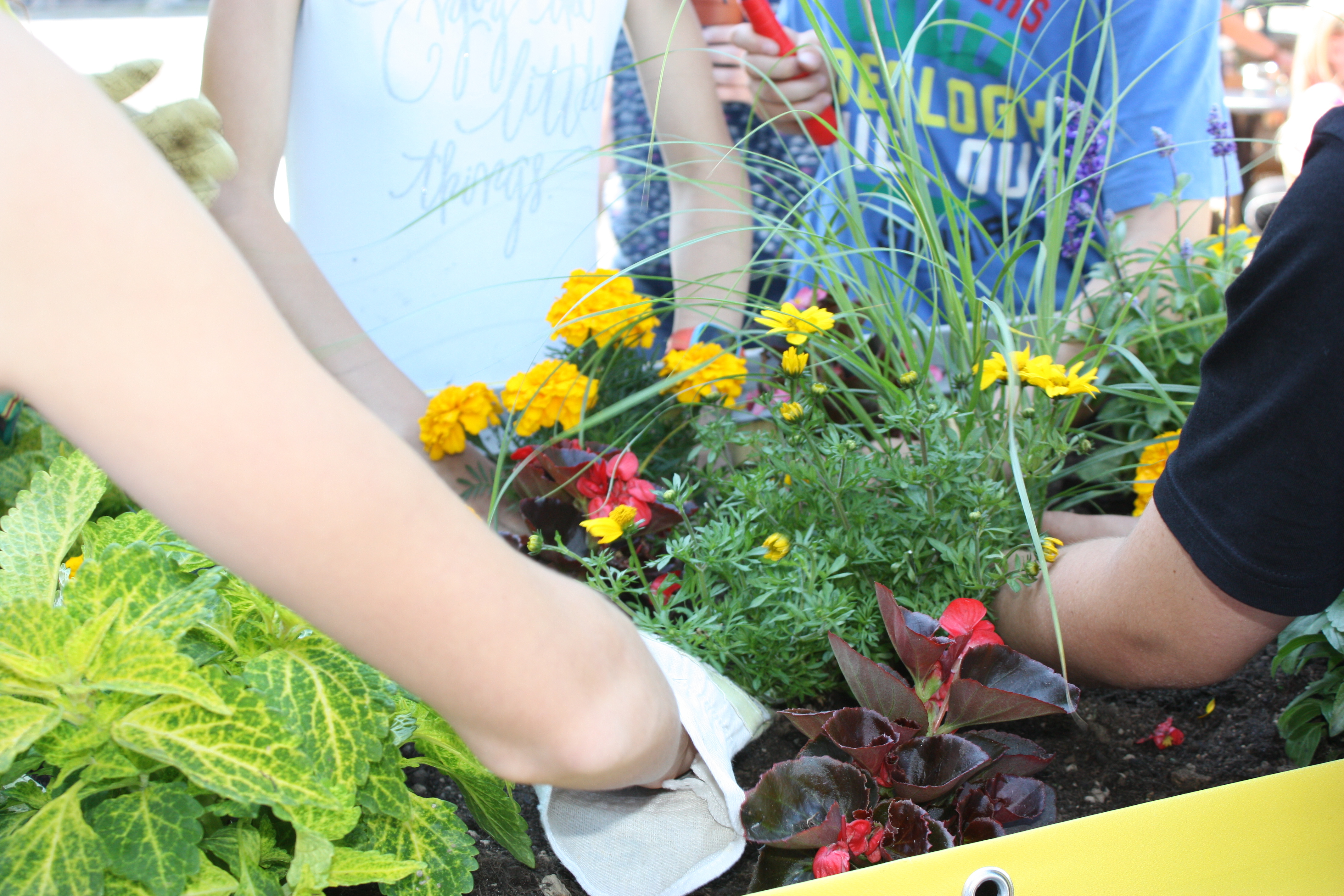 Kinder pflanzen Sommerblumen